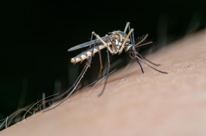 Confirmado el primer caso humano de virus del Nilo en Andalucía