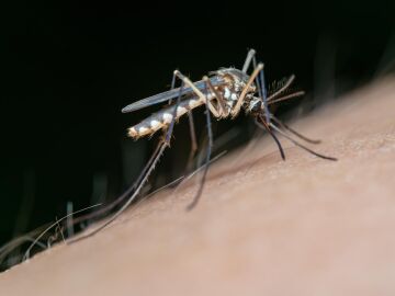 Confirmado el primer caso humano de virus del Nilo en Andalucía