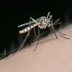 Confirmado el primer caso humano de virus del Nilo en Andalucía