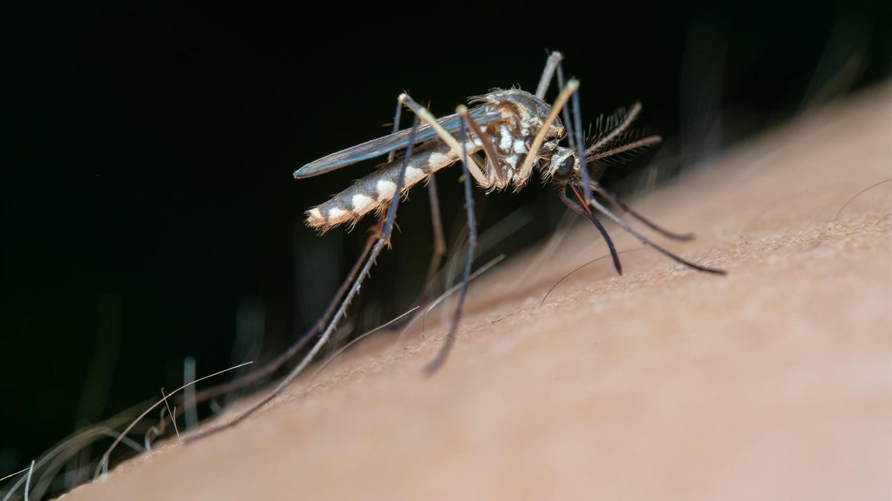 Confirmado el primer caso humano de virus del Nilo en Andalucía