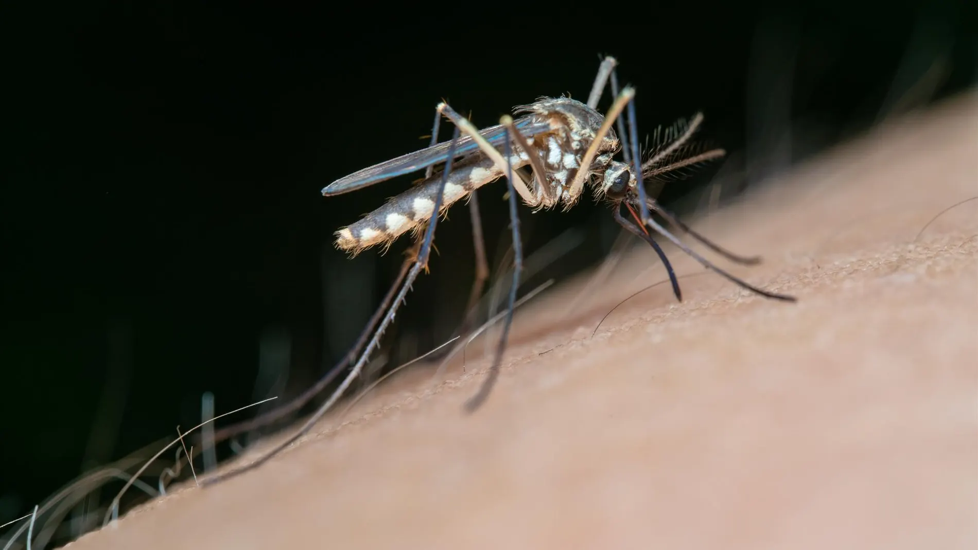 Confirmado el primer caso humano de virus del Nilo en Andalucía