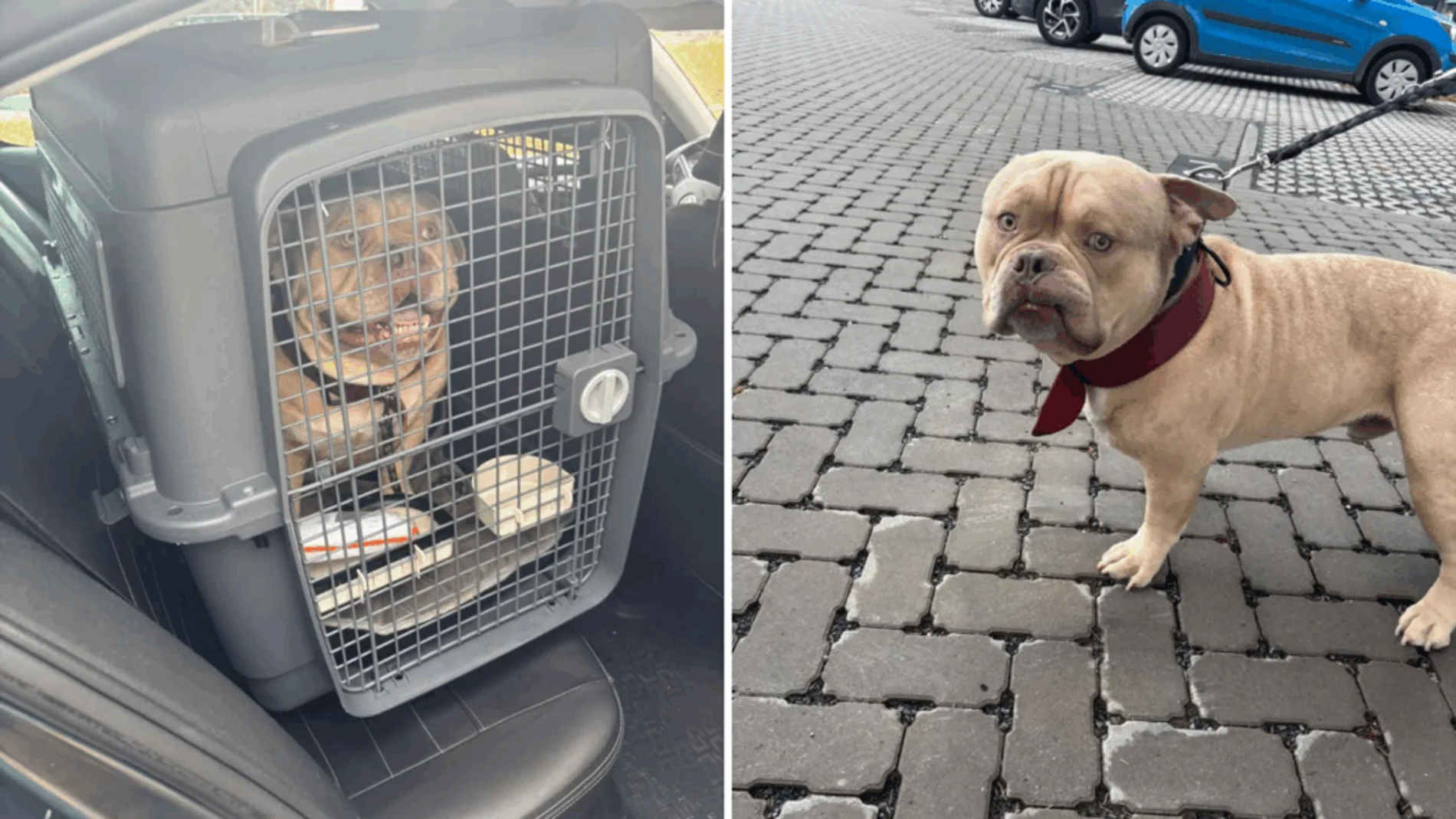 Una mujer abandona a su perro en un taxi tras no poder embarcar con él en el aeropuerto de Bruselas