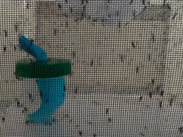 Una técnica pionera reduce hasta un 80 por ciento las poblaciones de mosquito tigre en la Comunitat Valenciana Una técnica pionera reduce hasta un 80 por ciento las poblaciones de mosquito tigre en la Comunitat Valenciana