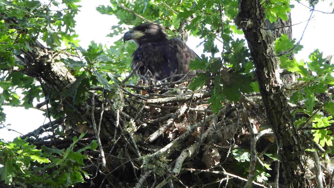 El nacimiento de un pigargo europeo en Castilla y León, un “hito histórico” para la biodiversidad española