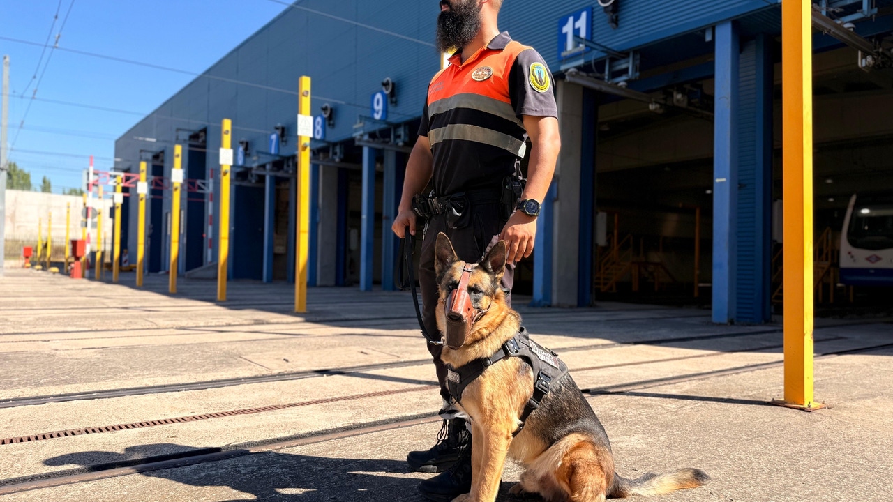 Estos son los perros vigilantes que ahuyentan a los grafiteros de los trenes de Metro
