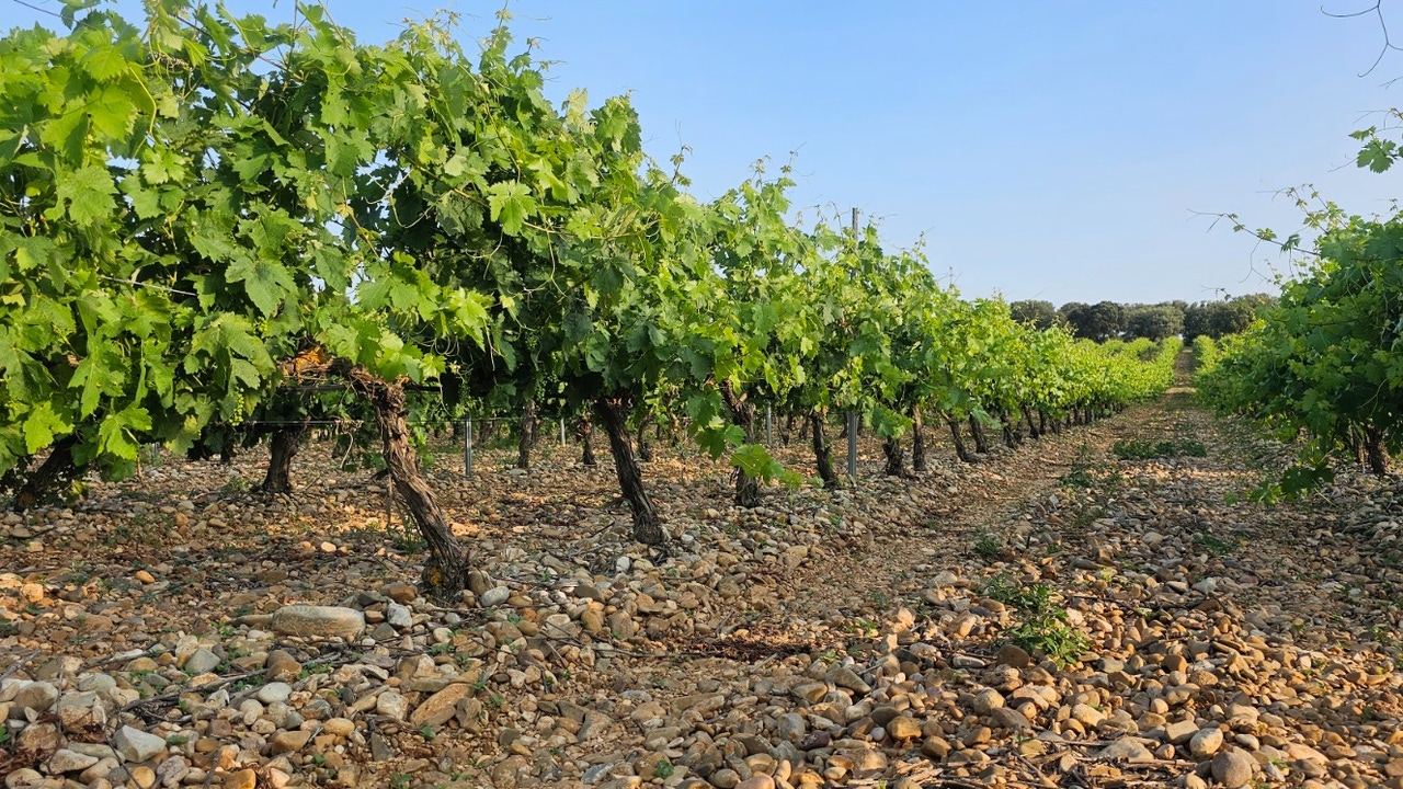 Vinos Negredo: la historia de un viñedo que volvió a brillar en Palenzuela