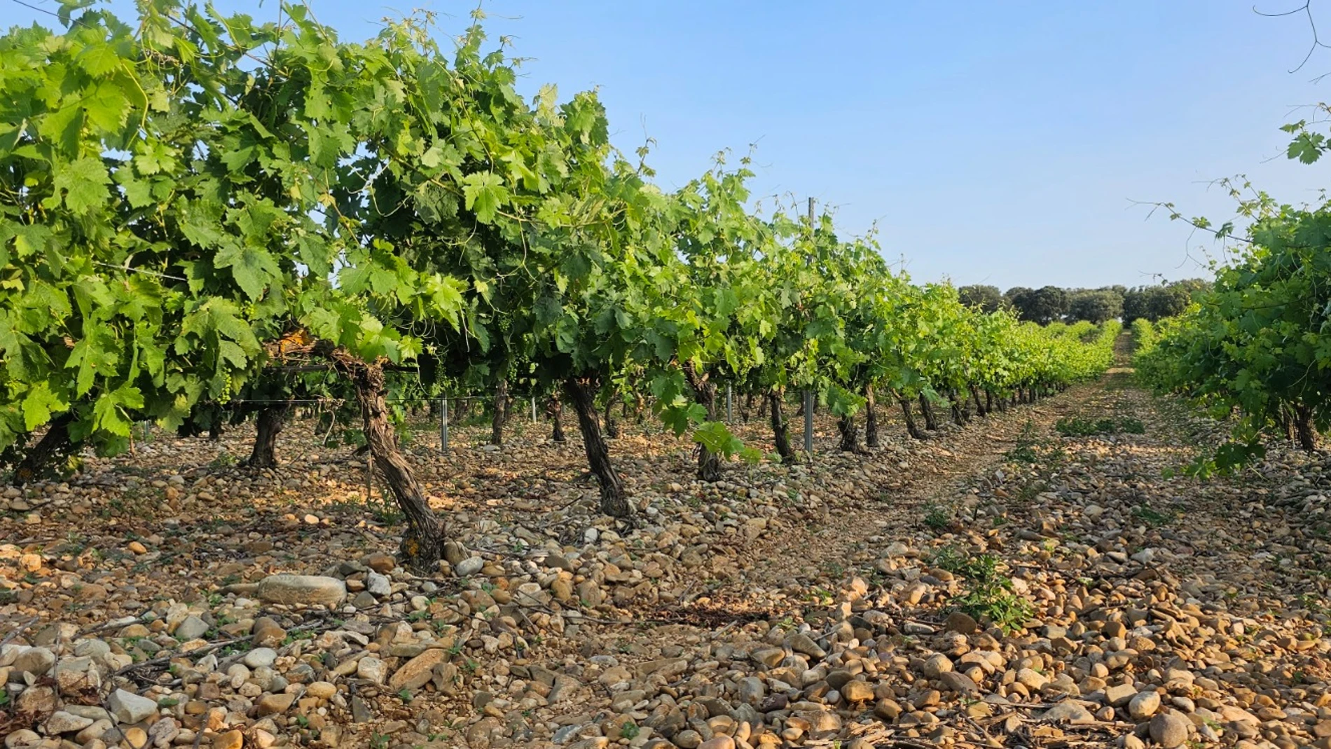 La finca de bodegas Negredo, en Palenzuela