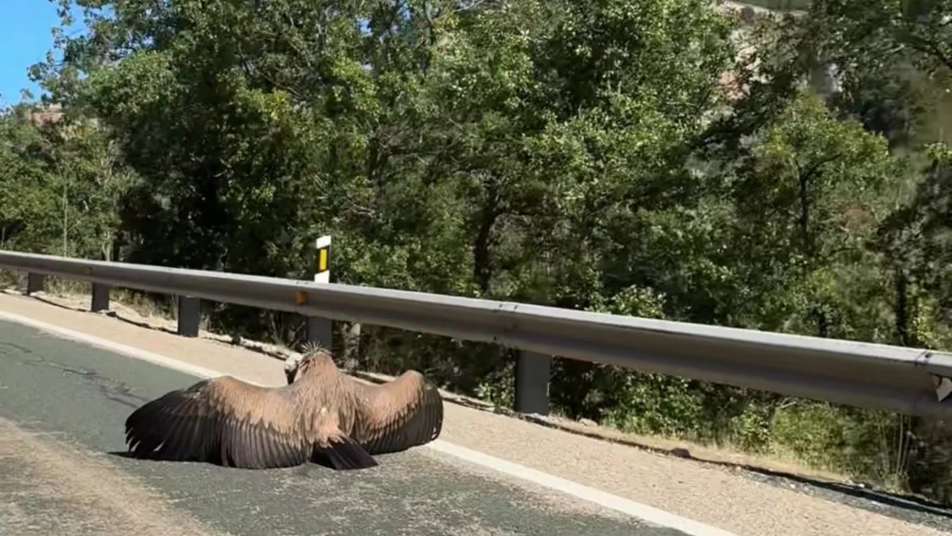 Se van a Cantabria de vacaciones y no dan crédito a lo que se encuentran en mitad de la carretera