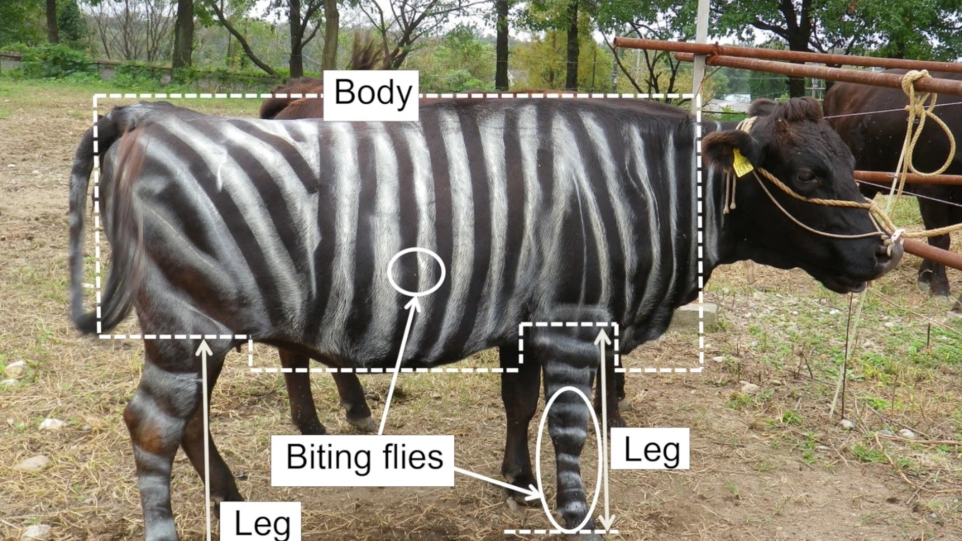 “Ejemplo del área de las patas y del cuerpo utilizado para contar las picaduras de moscas en vacas.” Esta figura procede del artículo publicado en PLOS ONE (Kojima et al., 2019), un trabajo que acaba de ser reconocido con el Premio Ig Nobel de 2025.