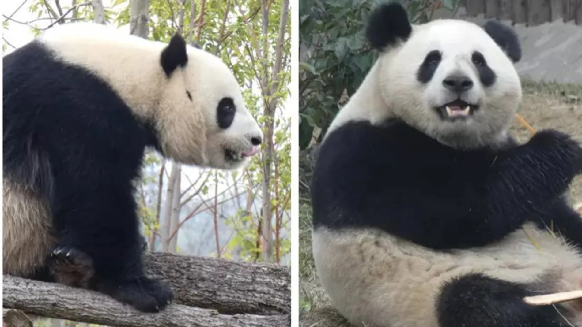 Jin Xi y Zhu Yu, la nueva pareja de pandas gigantes del Zoo de Madrid, celebran el sábado su primer cumpleaños en España