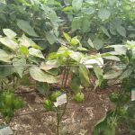 Las plagas mutan y ponen en peligro la producción agraria