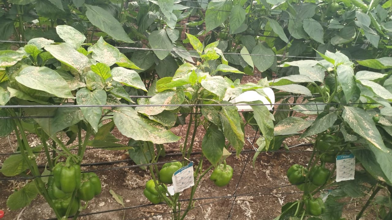 Las plagas mutan y ponen en peligro la producción agraria