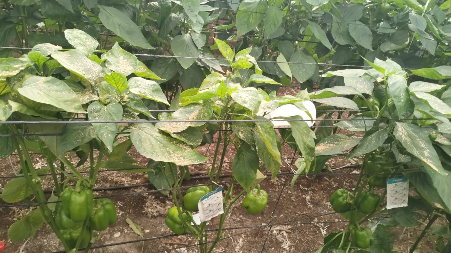 Las plagas mutan y ponen en peligro la producción agraria
