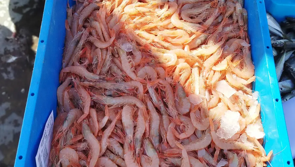 Gambas de Huelva recién sacadas del barco
