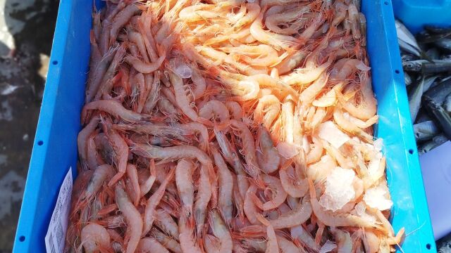 Gambas de Huelva reci&eacute;n sacadas del barco