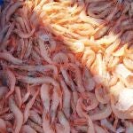 Gambas de Huelva reci&eacute;n sacadas del barco