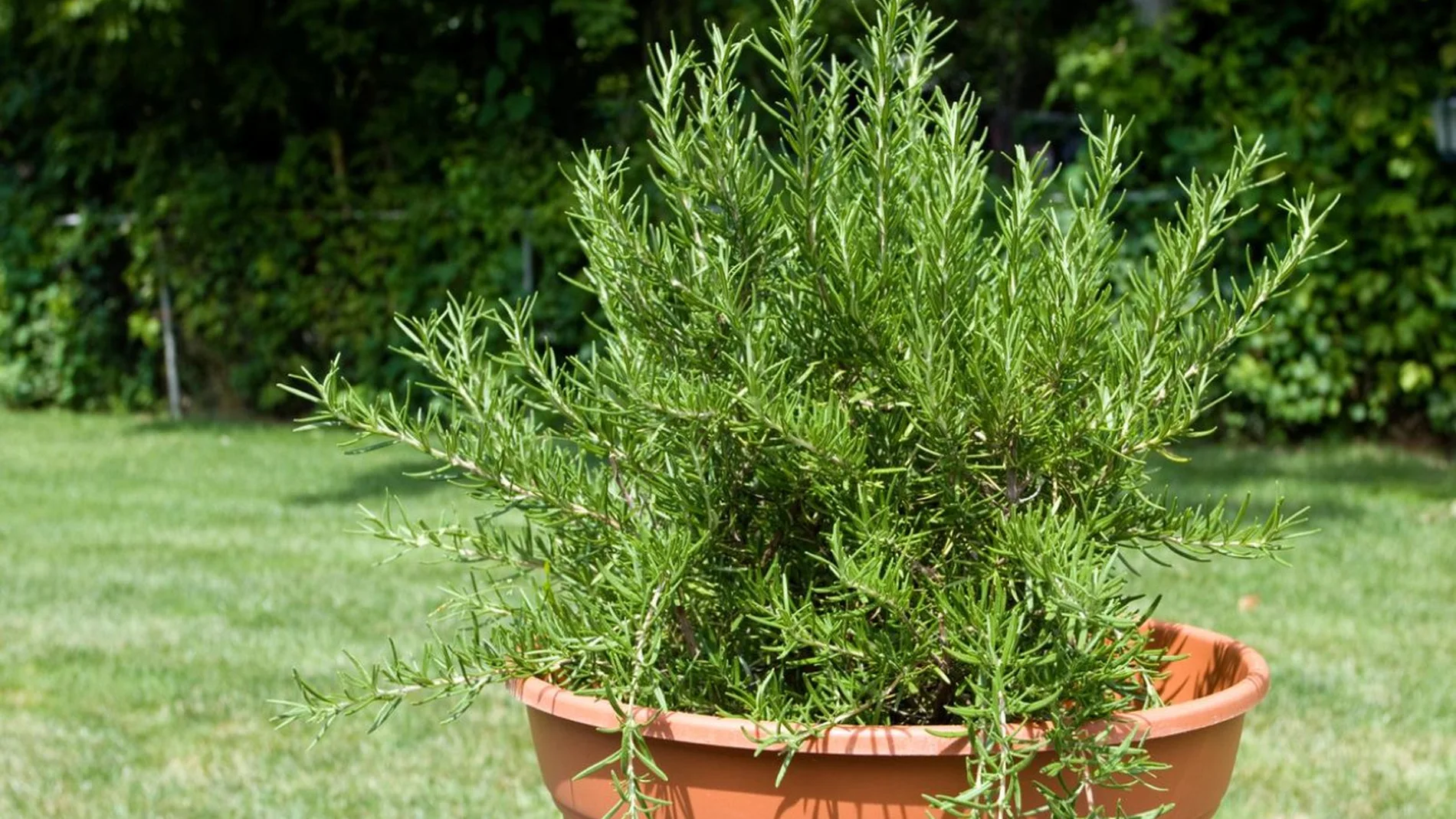 La planta ideal para personas con poco tiempo: tolera la sequía y requiere pocos cuidados