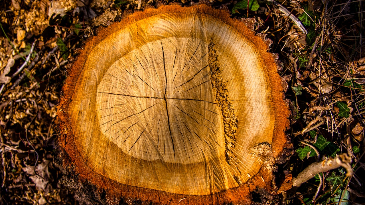 La forma económica de quitar un tocón de árbol: sin productos químicos ni maquinaria pesada