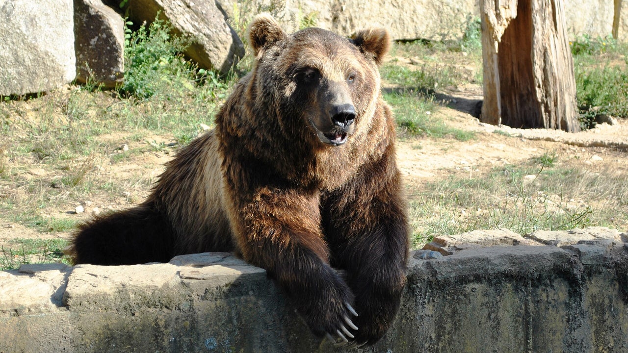 Muere a los 21 años Carmo, el reconocido oso del parque medioambiental de Vigo