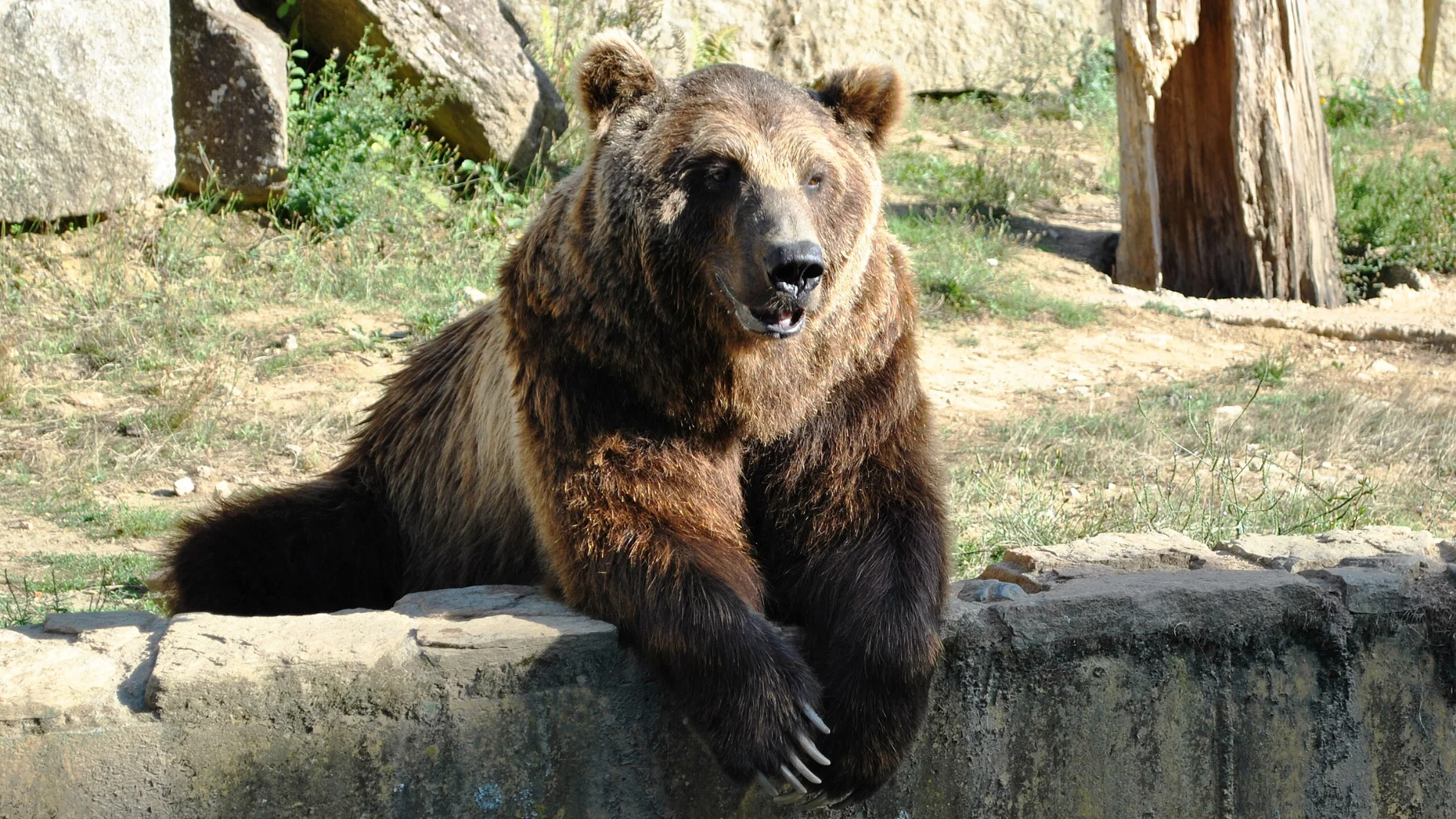 Muere a los 21 años Carmo, el reconocido oso del parque medioambiental de Vigo