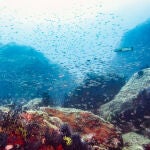 Un crustáceo cavernícola de Menorca podría ser la clave de la evolución de la fauna del Mediterráneo