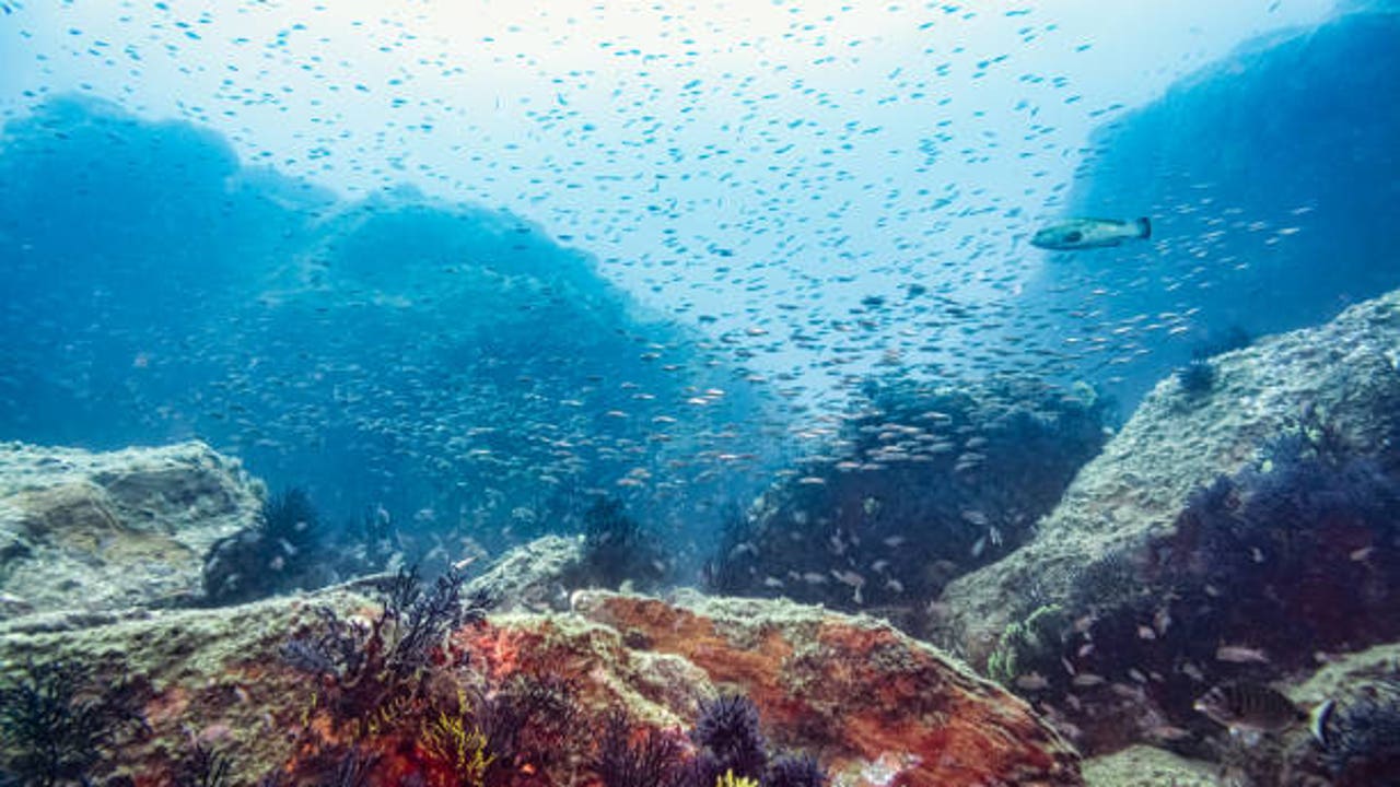 Un crustáceo cavernícola de Menorca podría ser la clave de la evolución de la fauna del Mediterráneo