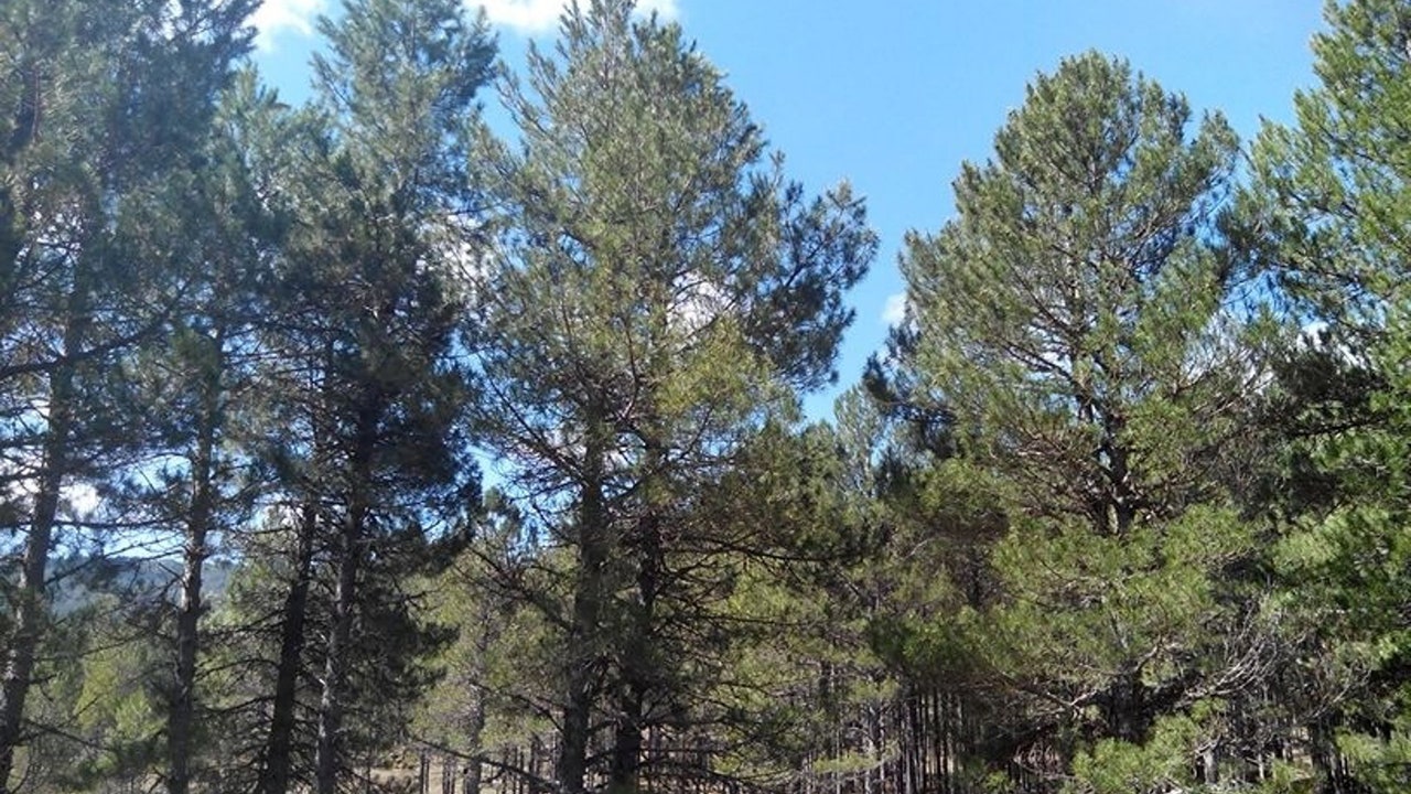 Una mujer recibe el golpe de un pie humano recién caído de un árbol: ahora es la testigo de un crimen terrible