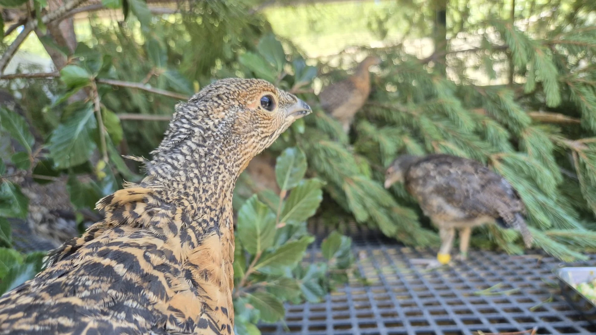 Éxito del programa de cría en cautividad del urogallo de la Junta de Castilla y León en Valsemana con la cría de 76 pollos de urogallo cantábrico en la temporada 2025