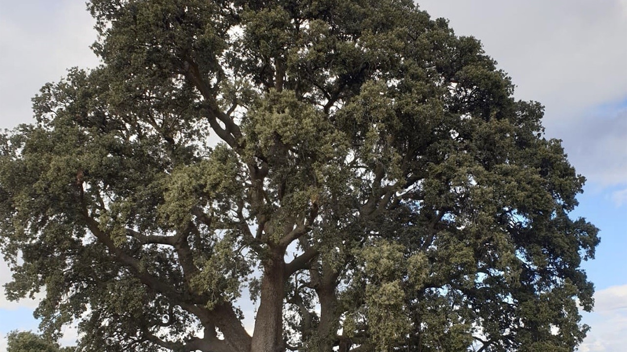 Una grieta amenaza al árbol más grande de Andalucía