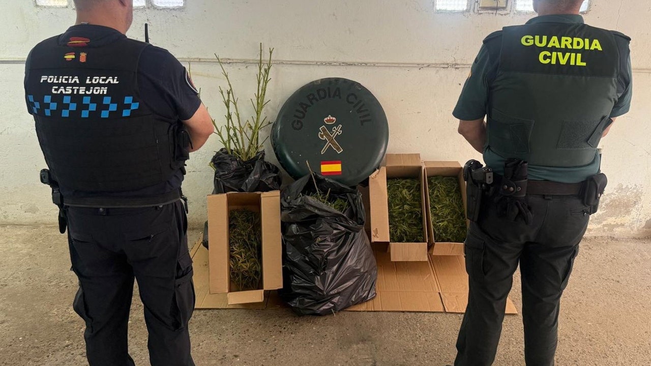 Intervenidos más de 11 kilos de marihuana en una plantación en Castejón (Navarra)