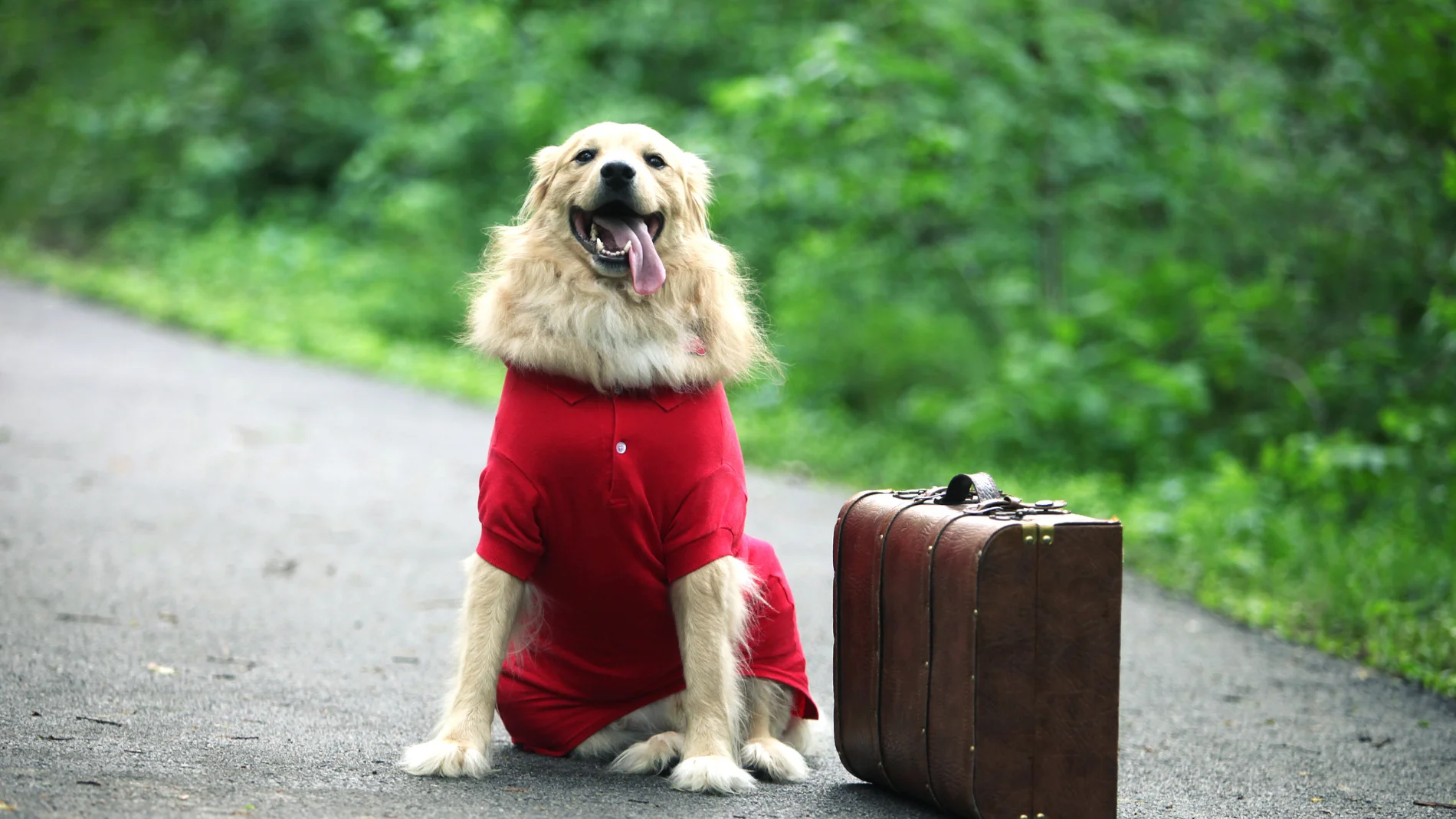 Nueva medida para tu mascota: se cobrará a los perros turistas a partir de 2026