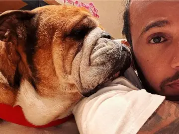 Lewis Hamilton junto a su perro Roscoe Lewis Hamilton junto a su perro Roscoe