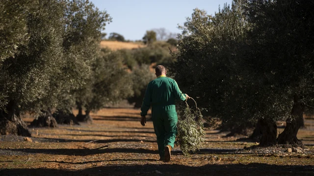 Poda de olivos, biomasa