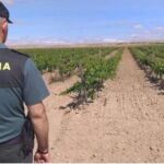 Agente de la Guardia Civil durante una investigación en un viñedo de Valladolid