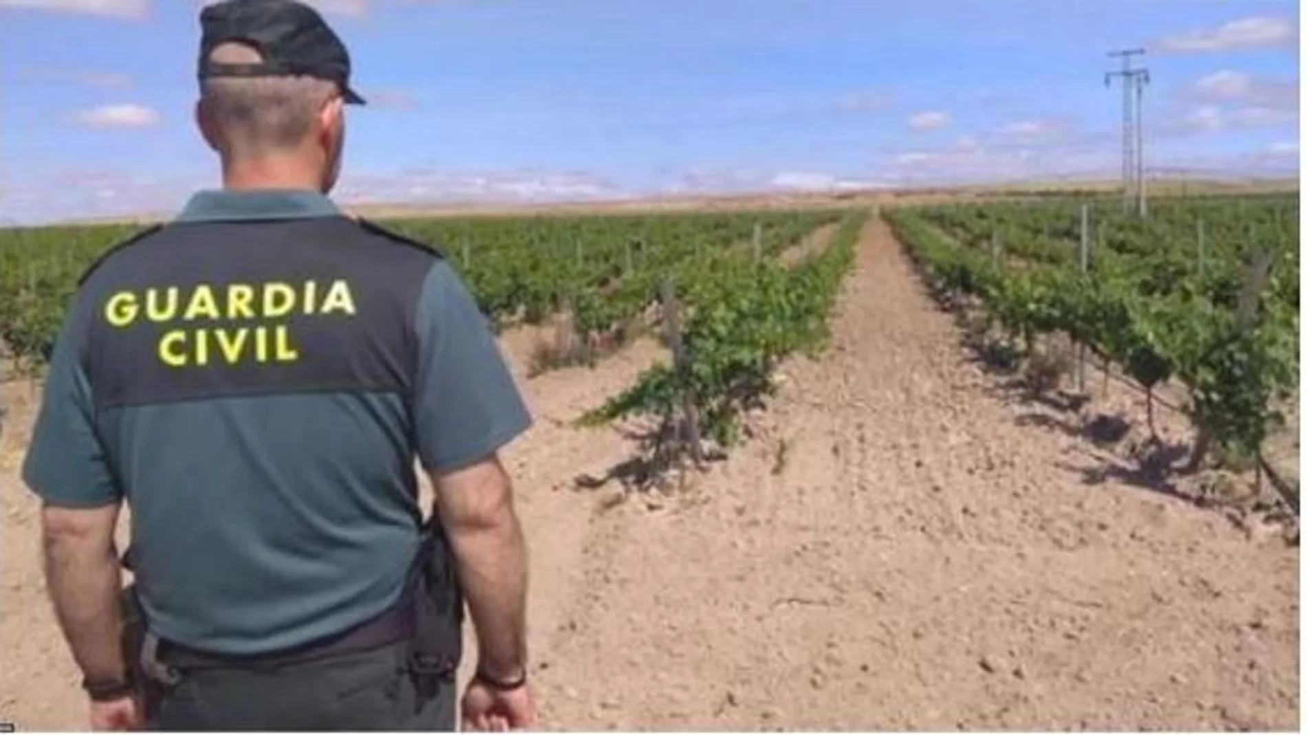 Agente de la Guardia Civil durante una investigación en un viñedo de Valladolid