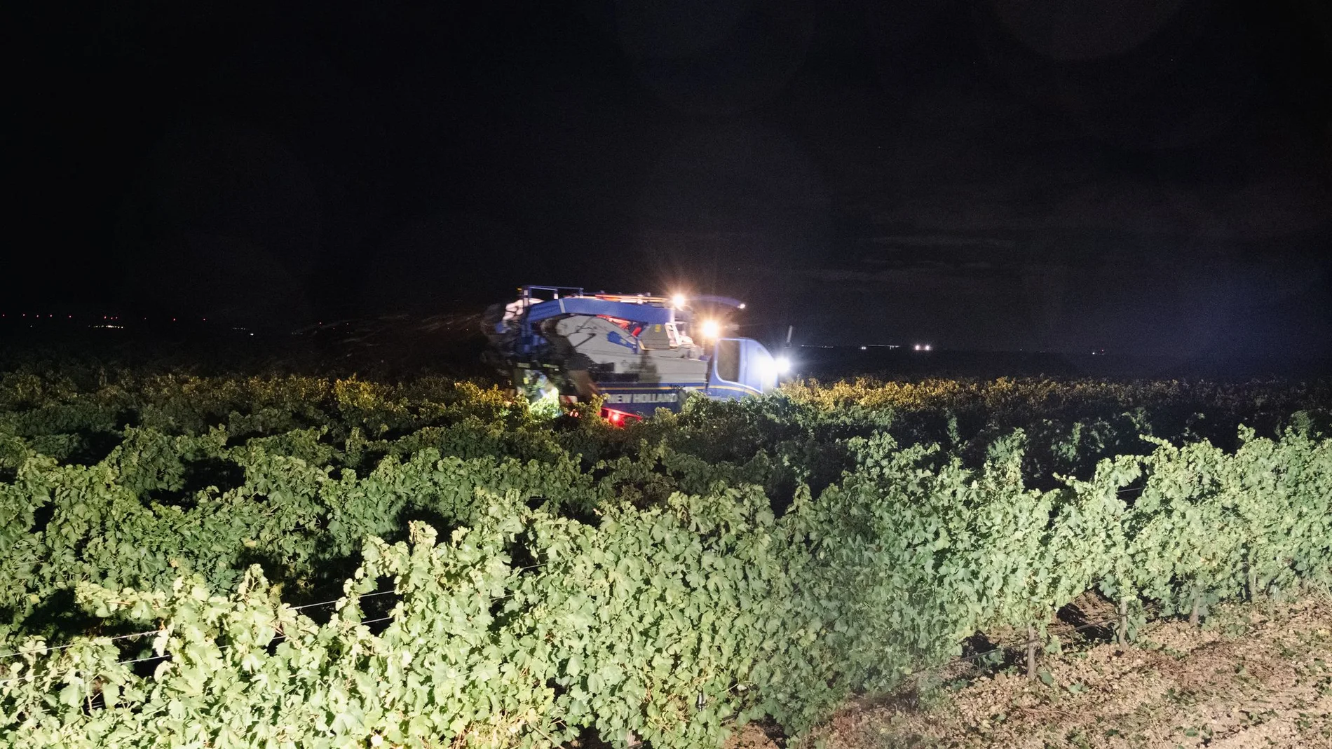 Vendimia de Oro de Castilla