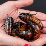 Cucarachas silbantes de Madagasar Cucarachas silbantes de Madagasar