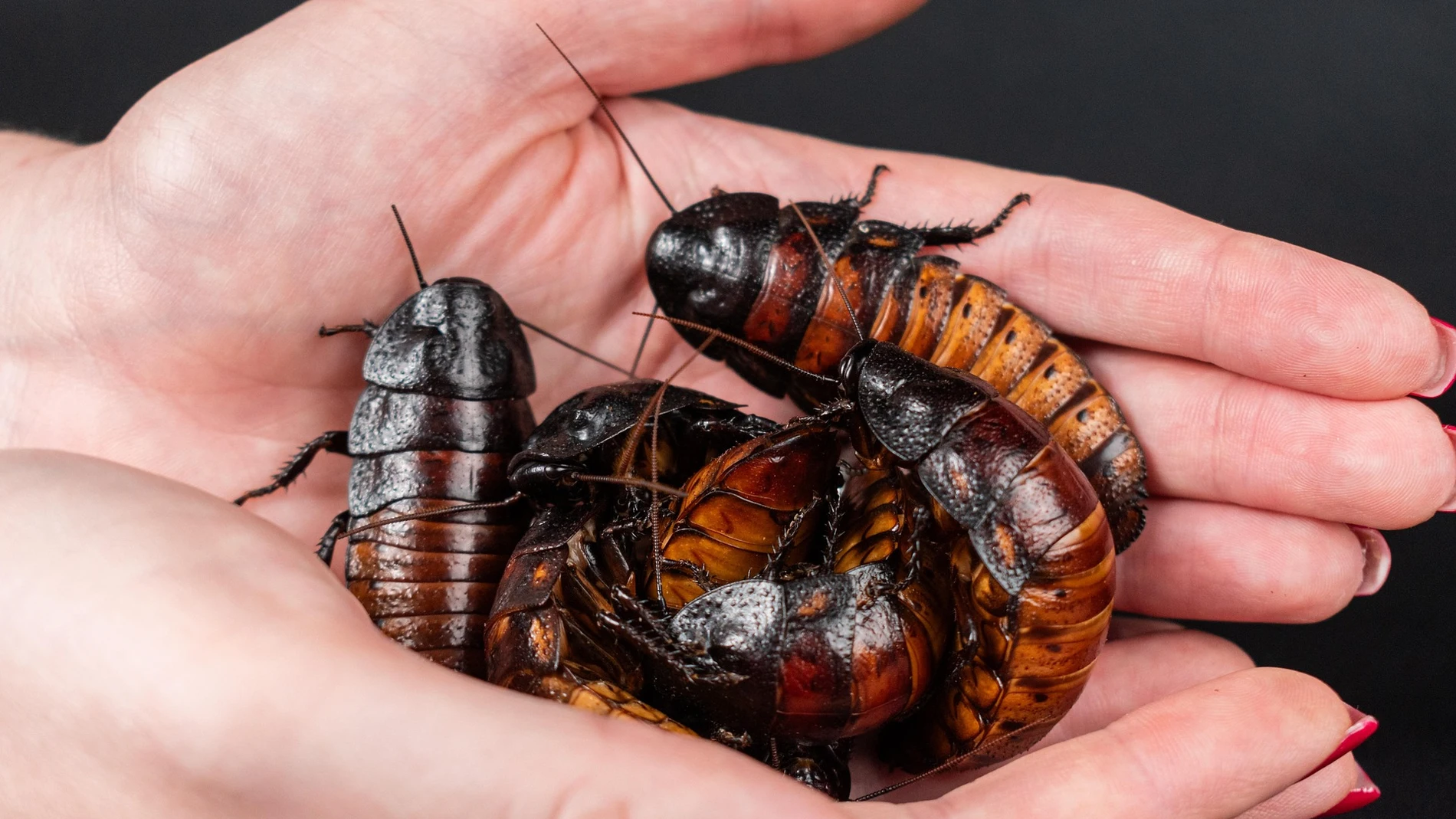 Cucarachas silbantes de Madagasar