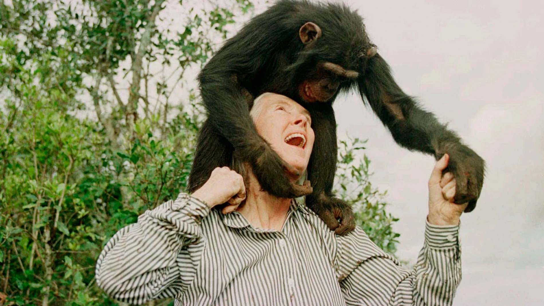 FILE - Jane Goodall plays with Bahati, a 3-year-old female chimpanzee, at the Sweetwaters Chimpanzee Sanctuary near Nanyuki, north of Nairobi, on Dec. 6, 1997. (AP Photo/Jean-Marc Bouju, File)