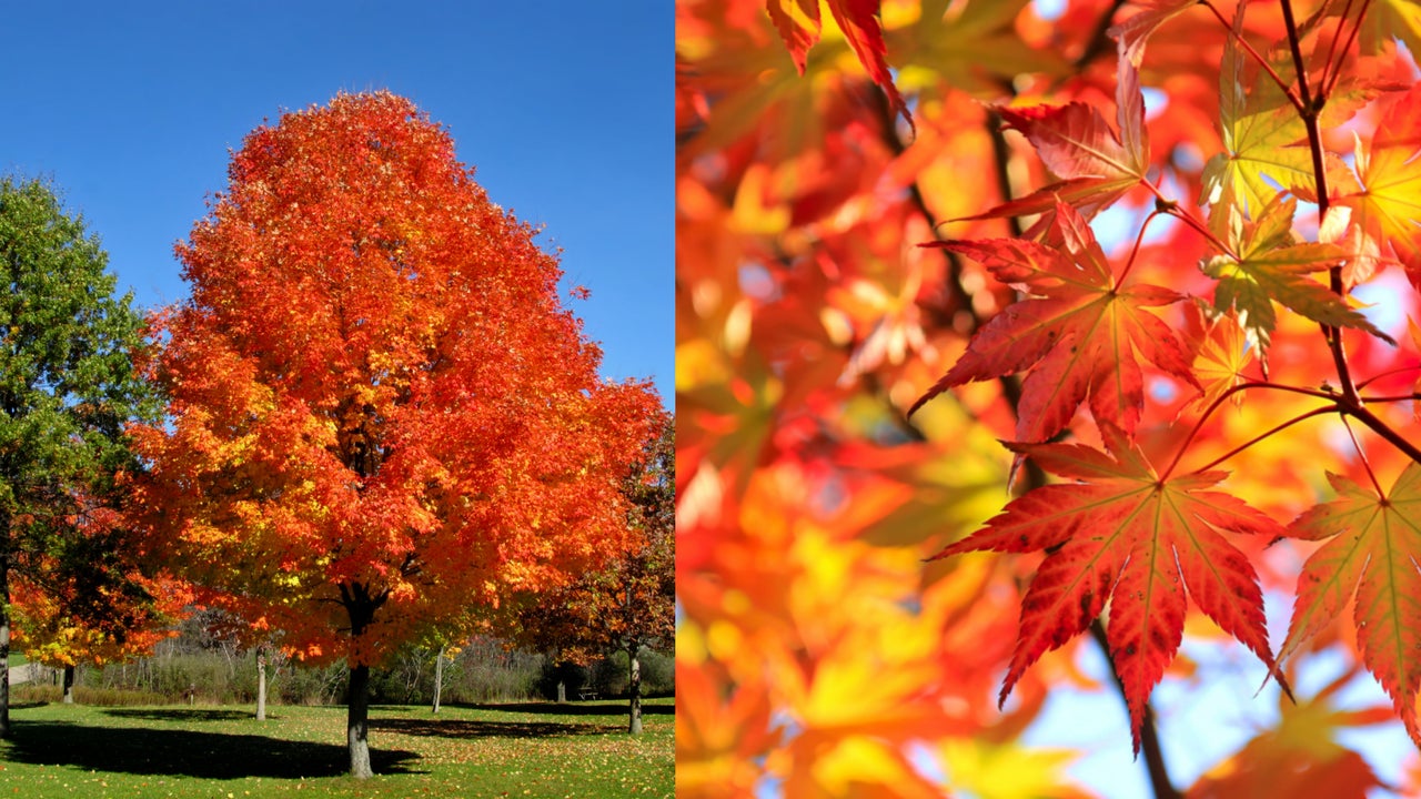Este es el árbol que aumenta el valor de tu casa: rápido crecimiento y bajo mantenimiento
