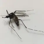 Sanidad activa el Sistema de Vigilancia Entomológica en Fuertentura tras detectar un ejemplar de mosquito Aedes
