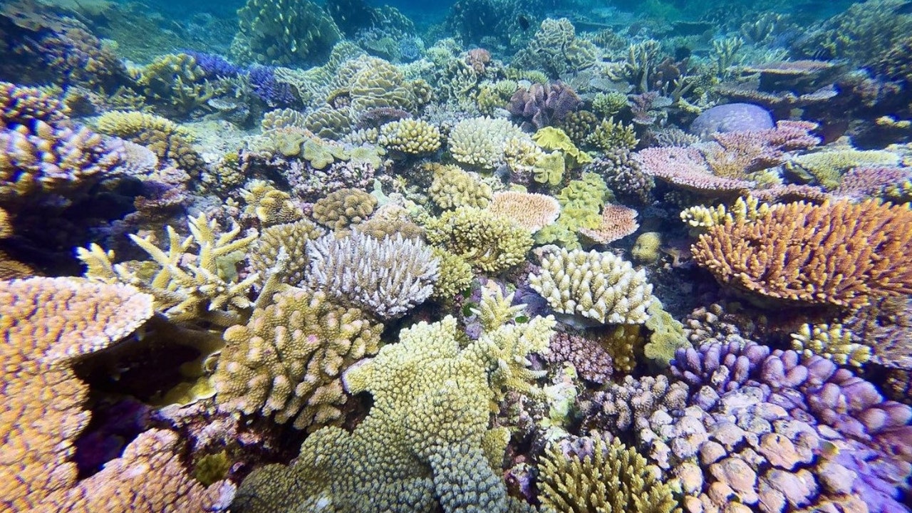 La Tierra alcanza el primer punto de inflexión climático: la muerte de los corales ya es irreversible