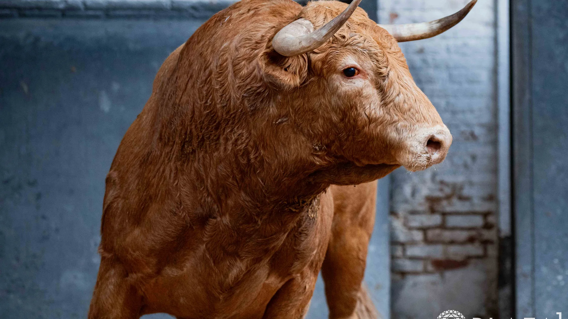 Serios y bien armados: así son los novillos de López Gibaja para abrir la Feria de Otoño