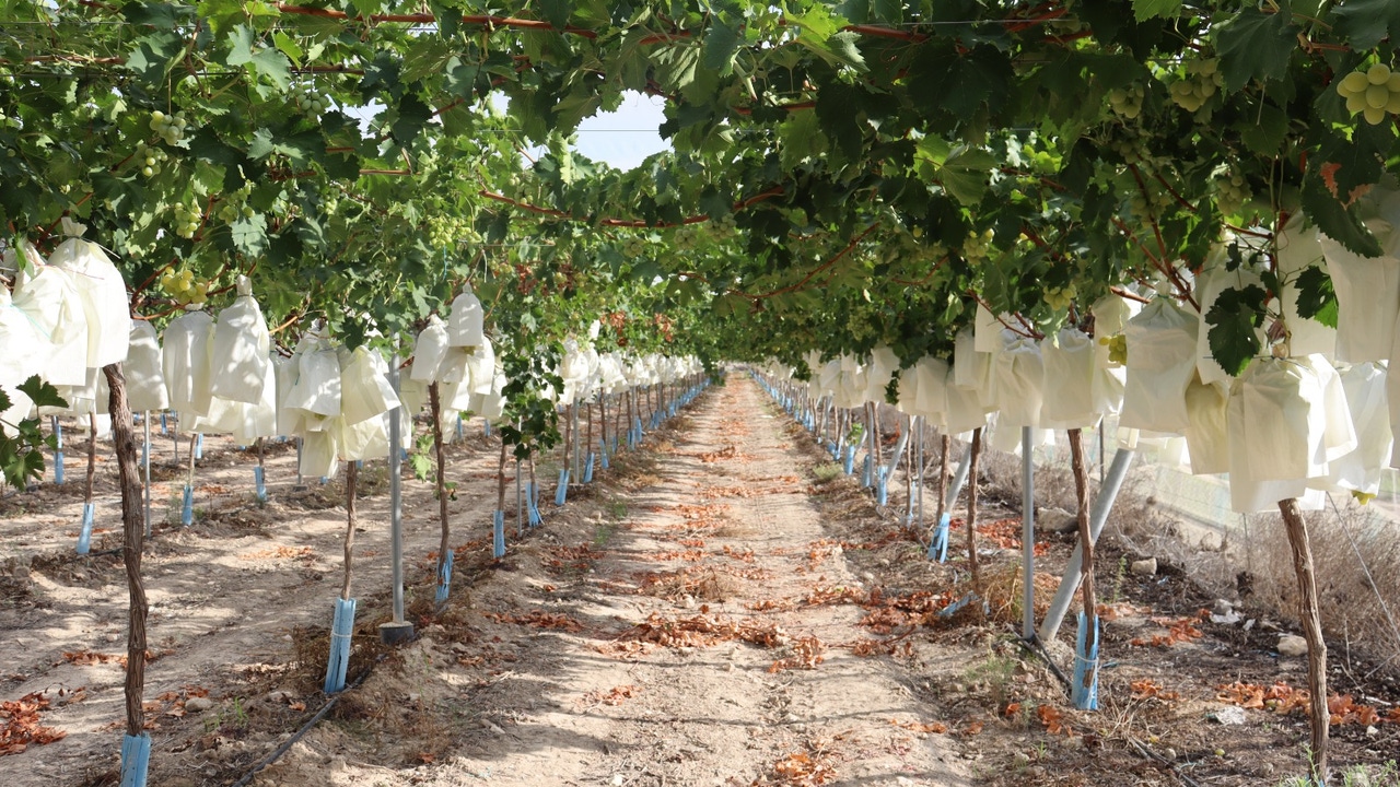 La práctica centenaria que hace única a la uva del Vinalopó de Alicante