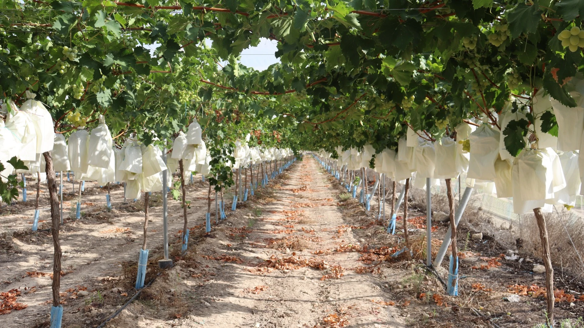 El cultivo de la uva del Vinalopó (Alicante) en bolsas es único en el mundo