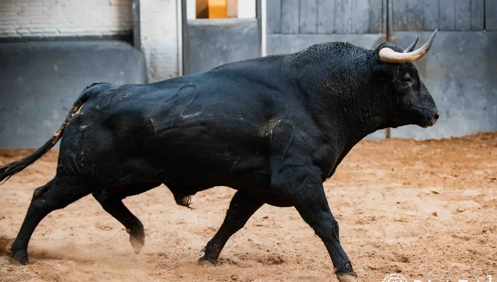 "Alineado", nº 2