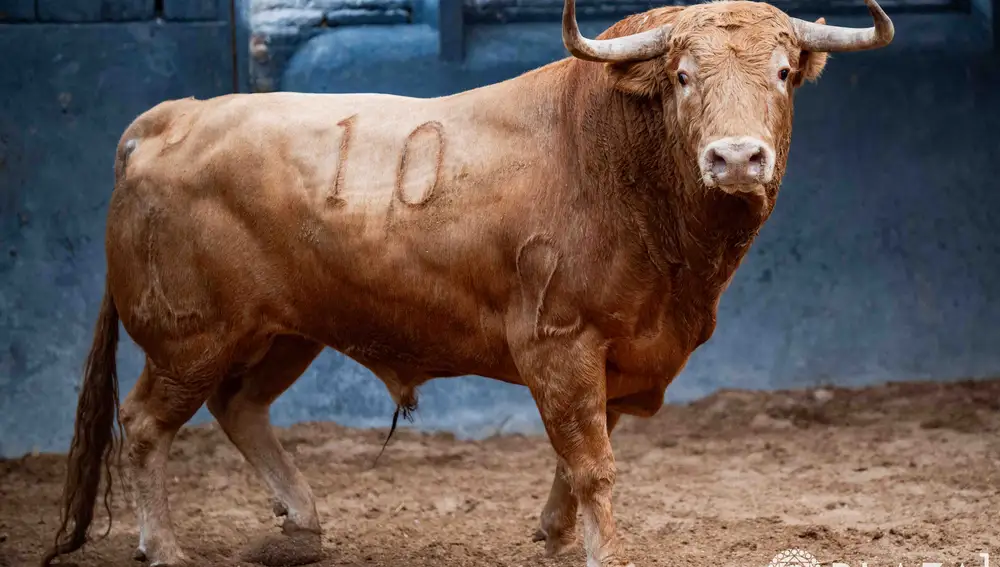 "Bubu", nº 10