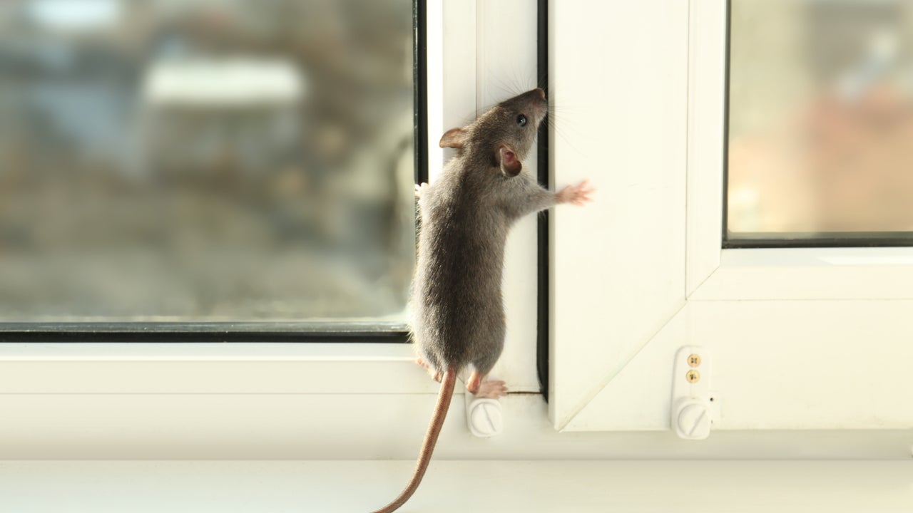 Qué significa encontrarte con una rata por la calle