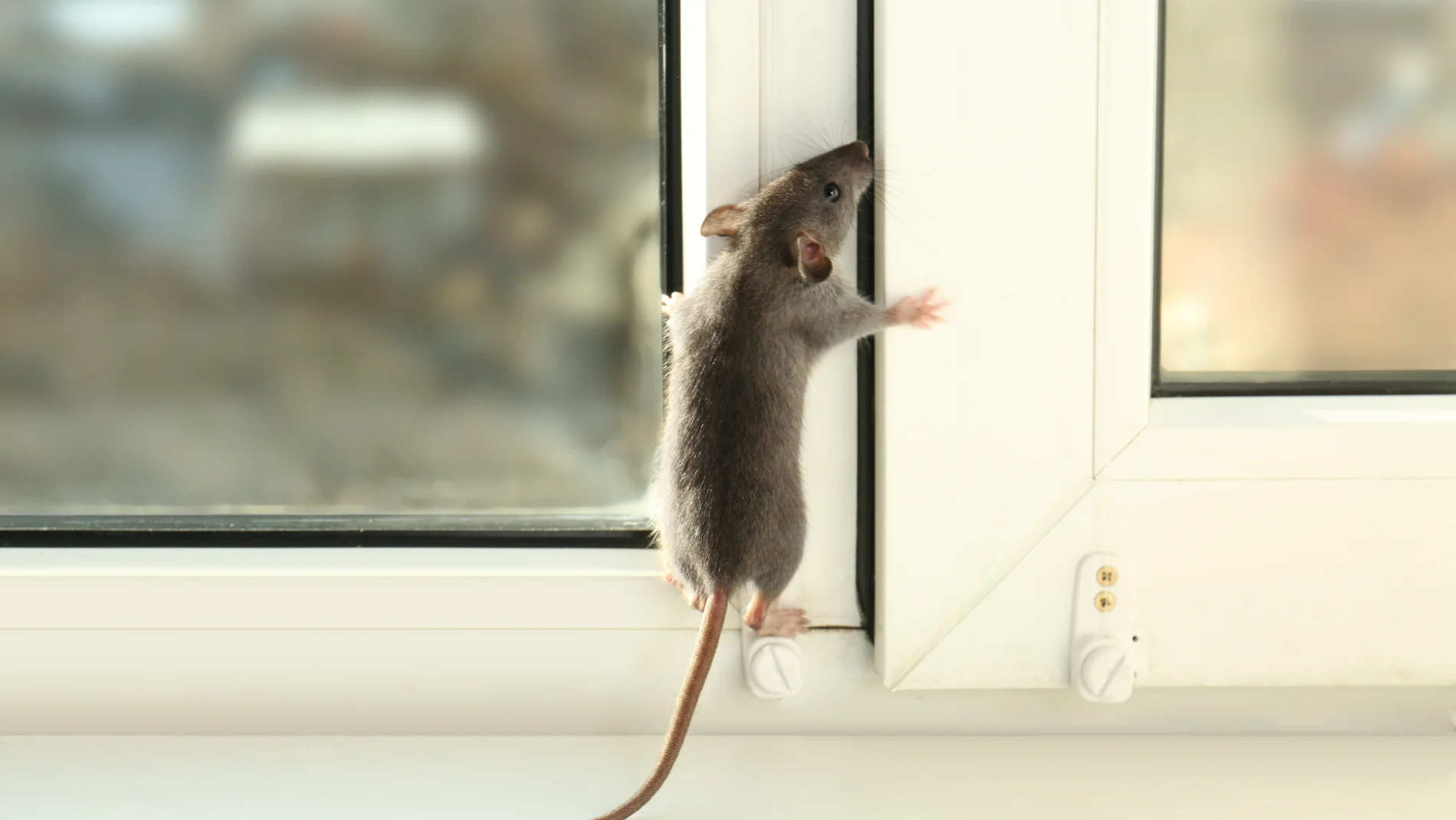 Qué significa encontrarte con una rata por la calle
