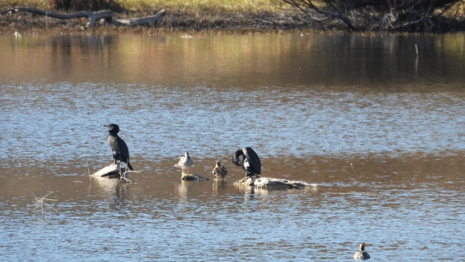 MADRID.-Guadalix.- ANAPRI organiza este sábado un paseo ornitológico en el Embalse de Pedrezuela por el Día de las Aves 2025